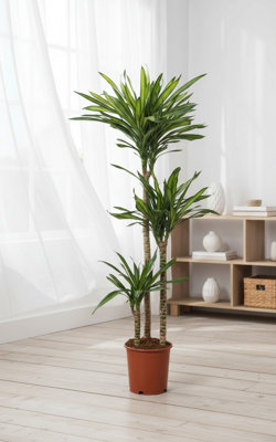 Dra Fr Riki Pot size 24 Cm Height 140 17 Dracaena fragrans common name  Indoor Houseplant