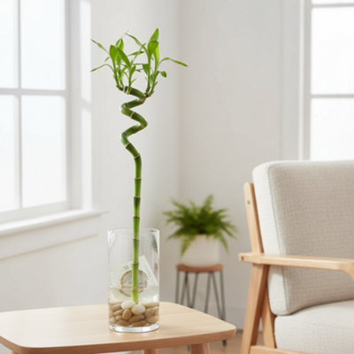 Dra Lucky Bamboo Spiral Tube Pot size 5 Cm Height 40 Indoor Houseplant