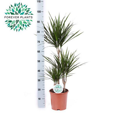 Dra Marginata, 21cm Pot Size, 95cm Tall, Dra Marginata, Indoor Houseplant