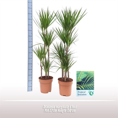 Dra Marginata, 27cm Pot Size, 150cm Tall, Dragon plant, Indoor Houseplant