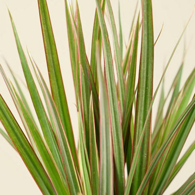 Dracaena Bicolour Dragon Tree in 6cm Pot - Mini Indoor Houseplant