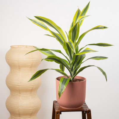 Dracaena Lemon & Lime Indoor Houseplant - Air Purifying Dragon Live Plant  in Pot - 17cm pot (50-