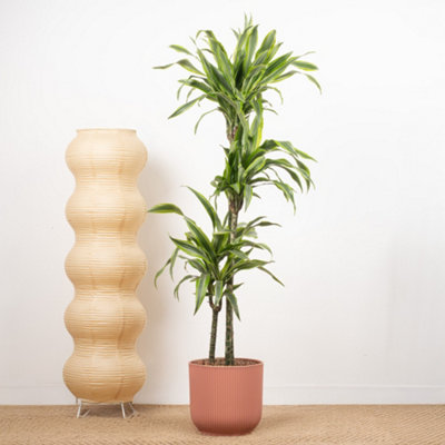 Dracaena Lemon & Lime Indoor Houseplant - Air Purifying Dragon Live Plant  in Pot - 24cm pot (100-120cm)