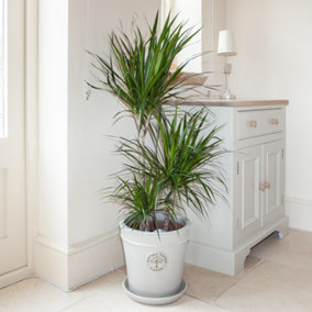 Dracaena Marginata 3 stem 60/30/15cm in  24cm pot 1.3M tall - Dragon Tree Houseplant for Homes & Office