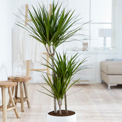 Dracaena marginata 3 stem 60 30 15cm in 24cm pot 1 3m tall dragon