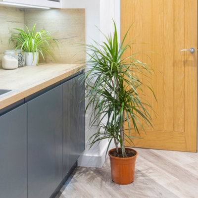 Dracaena marginata 3 stem 60 30 15cm in 24cm pot 1 3m tall dragon