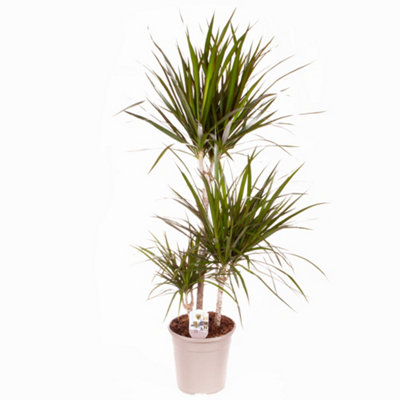 Dracaena Marginata 3 stem 60/30/15cm in  24cm pot 1.3M tall - Dragon Tree Houseplant for Homes & Office - 4