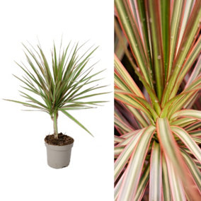 Dracaena marginata 'Bicolour' in 11cm Pot - Indoor Plant - Easy to Maintain