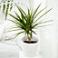 Dracaena marginata - Dragon Tree Indoor Plant (20-30cm Height Including Pot)