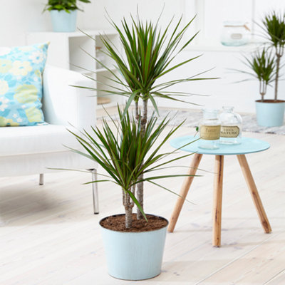 Dracaena marginata - Dragon Tree Indoor Plant (20-30cm Height Including Pot)