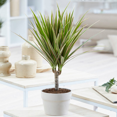 Dracaena marginata - Dragon Tree Indoor Plant (20-30cm Height Including Pot)