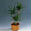 Dracaena marginata - Dragon Tree Indoor Plant (20-30cm Height Including Pot)