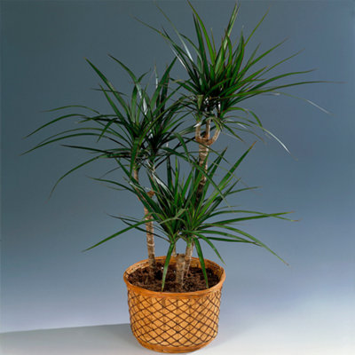 Dracaena marginata - Dragon Tree Indoor Plant (20-30cm Height Including Pot)