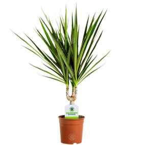 Dracaena Marginata - Elegant Air-Purifying Indoor Plant, Low Light Tolerant, Easy Maintenance (30-40cm)