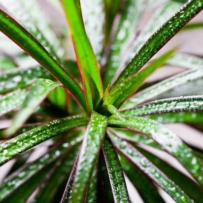 Dracaena marginata (Madagascan dragon tree) in a 12cm pot