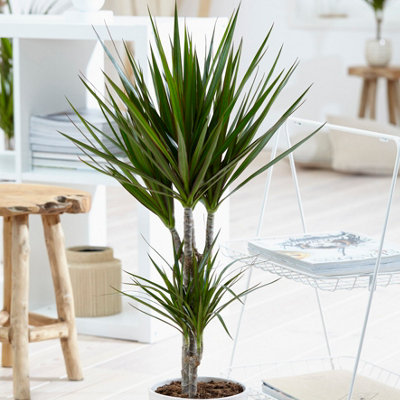Dracaena marginata (Madagascan dragon tree) in a 12cm pot - 3