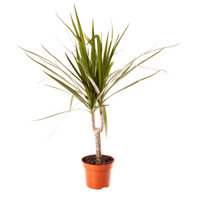 Dracaena marginata (Madagascan dragon tree) in a 12cm pot - 4