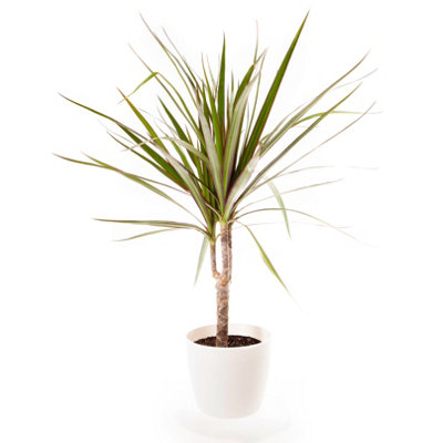 Dracaena marginata (Madagascan dragon tree) in a 12cm pot - 5
