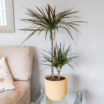 Dracaena Marginata Magenta Dragon Tree 19cm Pot 1.0m Tall 2 Stems House ...