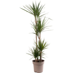 Dracaena Marginata - Stylish and Air-Purifying Indoor Plant for Interior Spaces (160-180cm Height Including Pot)