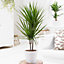 Dracaena Marginata - Stylish and Air-Purifying Indoor Plant for Interior Spaces (160-180cm Height Including Pot)