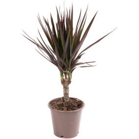 Dracaena Marginata - Stylish and Air-Purifying Indoor Plant for Interior Spaces (30-40cm Height Including Pot)