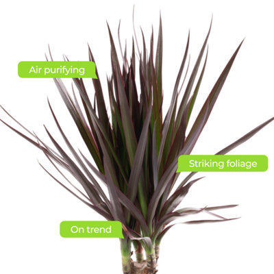 Dracaena Marginata - Stylish and Air-Purifying Indoor Plant for Interior Spaces (30-40cm Height Including Pot) - 4