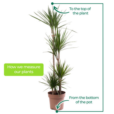 Dracaena Marginata - Stylish and Air-Purifying Indoor Plant for Interior Spaces (30-40cm Height Including Pot) - 5