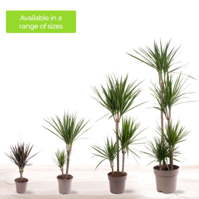 Dracaena Marginata - Stylish and Air-Purifying Indoor Plant for Interior Spaces (30-40cm Height Including Pot) - 6