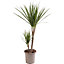 Dracaena Marginata - Stylish and Air-Purifying Indoor Plant for Interior Spaces (70-80cm Height Including Pot)