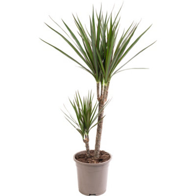 Dracaena Marginata - Stylish and Air-Purifying Indoor Plant for Interior Spaces (70-80cm Height Including Pot)