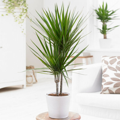 Dracaena Marginata - Stylish and Air-Purifying Indoor Plant for Interior Spaces (70-80cm Height Including Pot)