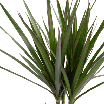 Dracaena Marginata - Stylish and Air-Purifying Indoor Plant for Interior Spaces (90-100cm Height Including Pot)