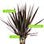 Dracaena Marginata - Stylish and Air-Purifying Indoor Plant for Interior Spaces (90-100cm Height Including Pot)