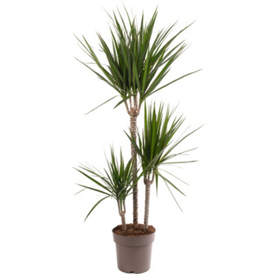 Dracaena Marginata - Stylish and Air-Purifying Indoor Plant for ...