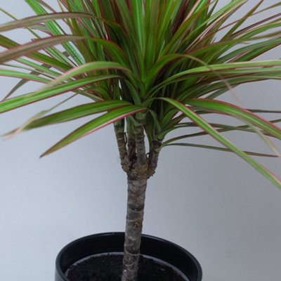 Dracaena Marginata Tricolour in 13cm Nursery Pot
