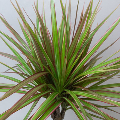 Dracaena Marginata Tricolour in 13cm Nursery Pot