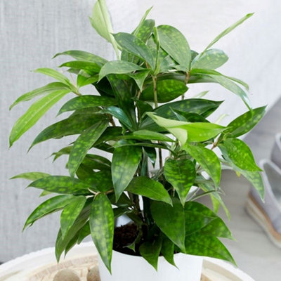 elefantenohr pflege tipps Zwerg-Elefantenohr - Alocasia cucullata