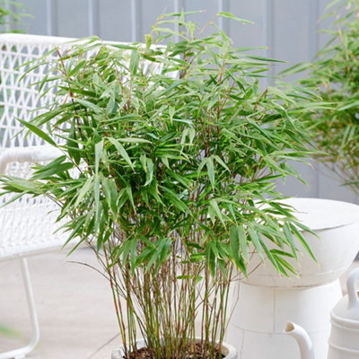 Dragon Head Bamboo Fargesia Rufa Outdoor Plant 60cm - 80cm Tall 9 Litre Pot