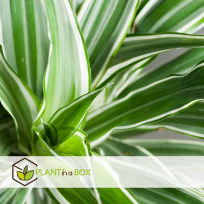 calathea schatten Shadow Plant – Plant Detectives