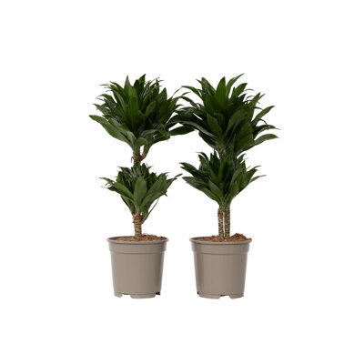 Dragon Tree - 2 pcs. - Dracaena surculosa - Height 50-65cm - Pot 17cm