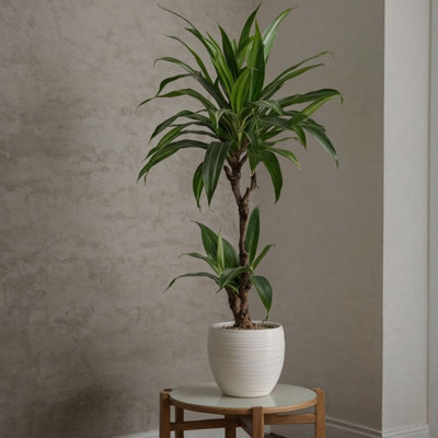 Dragon Tree - Dracaena deremensis Janet Craig - Height 60-70cm - Pot 17cm