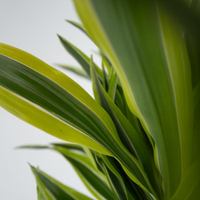 Dragon Tree - Dracaena deremensis Lemon Lime - Height 60-70cm - Pot 17cm