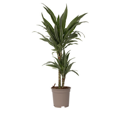 drachenbaum zimmerpflanzen Drachenbaum kaufen  Elegante Zimmerpflanze  MO BLUMEN