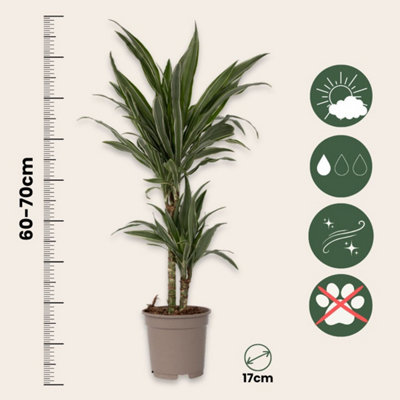 Dragon Tree - Dracaena Deremensis Warneckei - Height 60-70cm - Pot 17cm