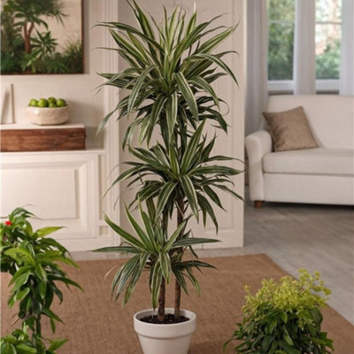 Dragon Tree - Dracaena Deremensis Warneckei - Height 60-70cm - Pot 17cm