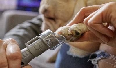 Dog nail dremel deals tool