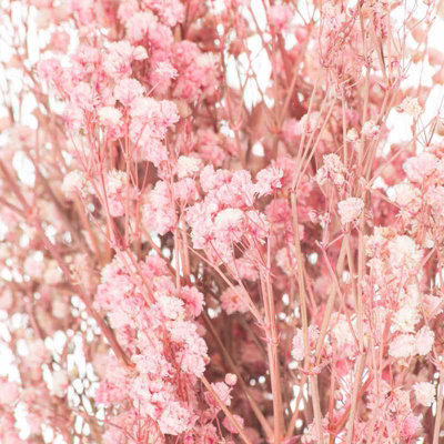 Dried Pale Pink Babys Breath Bunch