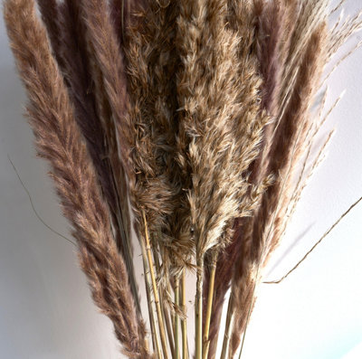Dried Pampas Grass In Glass Vase - 72cm - 4