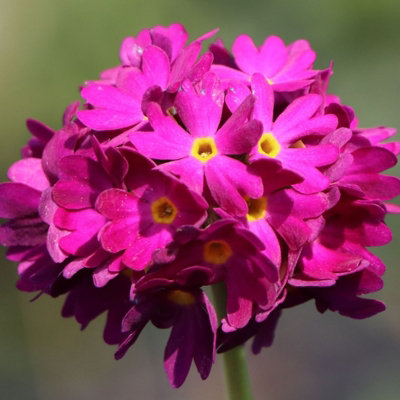 美品★TATRAS NOLLEY'S別注　PRIMULA Primula – New Leaf Plant Centre